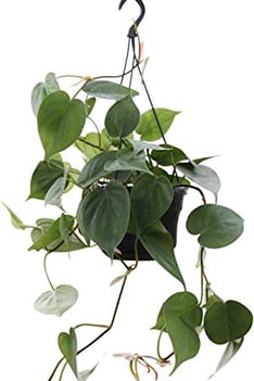 Image result for philodendron