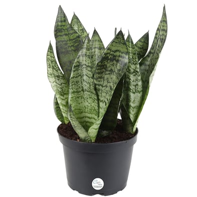 Image result for snake plant