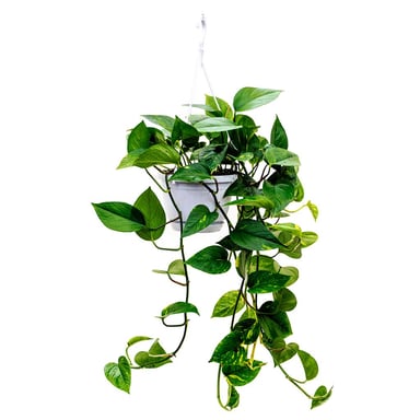 Image result for pothos