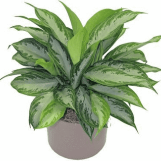 Image result for chinese evergreen